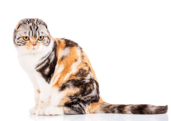 Fototapeta premium Scottish fold cat on a white background.