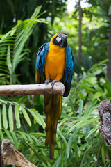 Parrot Ara in wildlife