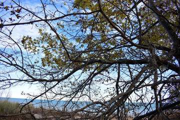 autumn trees and blue sky 