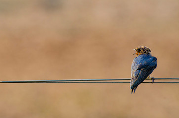 bird perched on an electric wire