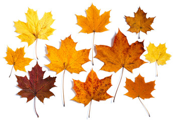 Colorful autumn maple leaves isolated on white background
