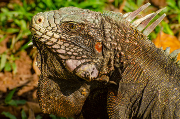 Green iguana (Iguana iguana) on a tree in Venezuela