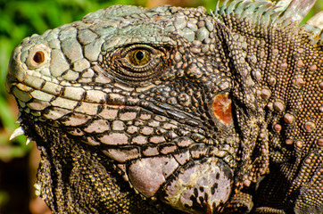 Green iguana (Iguana iguana) on a tree in Venezuela