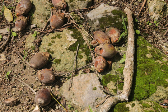 Attalea Cohune, Kohunlich Palme, Kohunlich, Maya St&auml;tten 