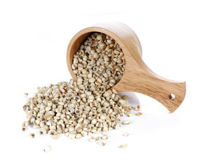 Millet rice, millet grains on white background