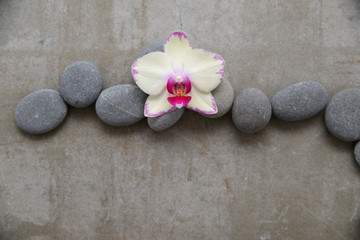 Fototapeta na wymiar pile of gray stones and white orchid on gray background 