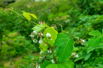 復元された花巻城跡