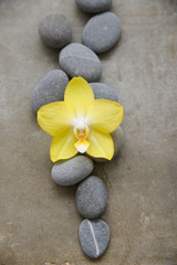 Fototapeta na wymiar pile of gray stones and yellow orchid on gray background 