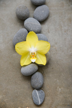 pile of gray stones and yellow orchid on gray background
