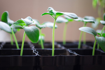 seedlings of cucumbers, small sprouts in black pots, green young plants