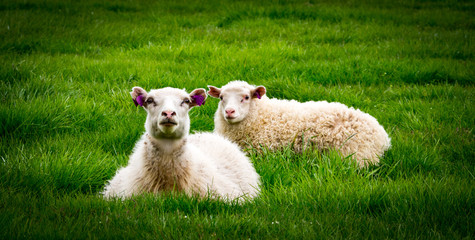Obraz premium Sheep in Icelandic landscape