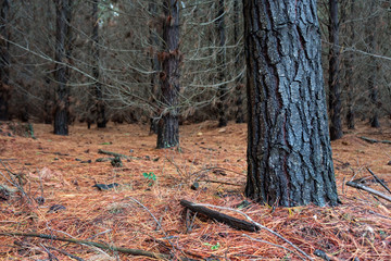 Pine Forest