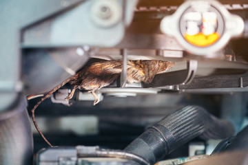 Auto mechanic clean dirty air fan form mouse.It try collect garbage to build rat's nest in car....