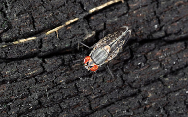 Macro Photo of Baby Housefly on Tree Bark
