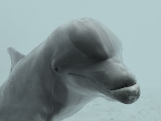 Fototapeta premium happy dolphin