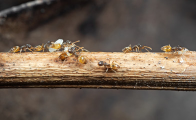 Macro Photo of Group of Tiny Ants Carrying Pupae and Running on Stick, Teamwork Concept