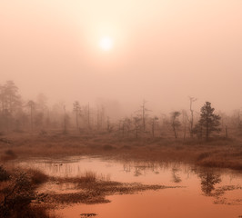 Fototapeta na wymiar misty swamp