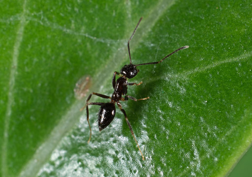 Macro Photo of Tiny Black Garden Ant on Green Leaf