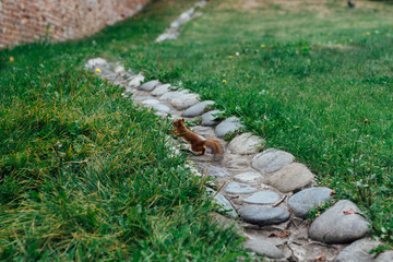 squirrel on a stone path