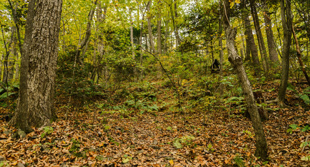 In autumn forest at cloudy day.