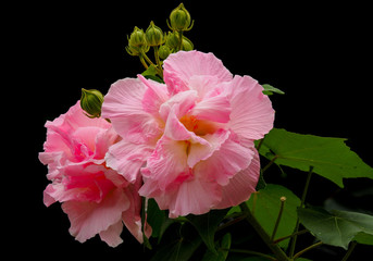Sweet fluffy pink Hibiscus mutabilis, also known as the Confederate rose, Dixie rosemallow, or the cotton rosemallow, isolated on black background. © Nor Ochasanond
