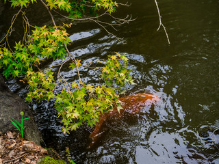 Nezu Shrine or Nezu Jinja is a traditional and historical Shinto shrine, Tokyo, Japan Sep 2018