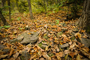 Naklejka na ściany i meble Autumn leaves closeup view - natural background. Shallow depth field.