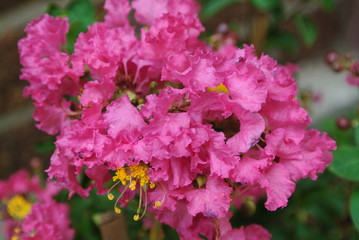 Fototapeta premium Close up vibrant pink Crepe myrtles flower.