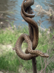 Snake on a stick