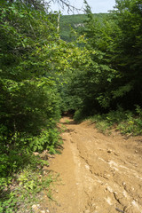 Steep descent from a wooded hill