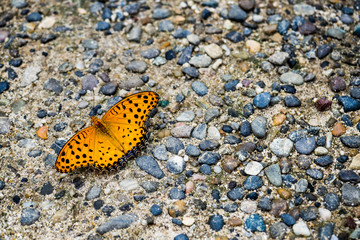 butterfly sitting on floor