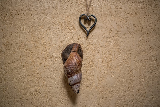 Achatina snail on the wall