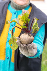 Woman holds freshly dug beets in hand