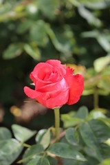 Rosas