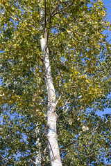Silver birch trees in a row angle