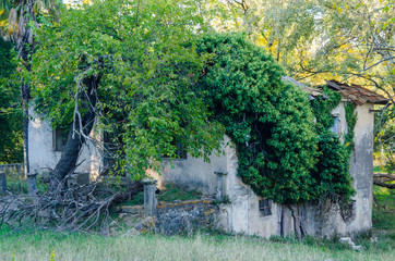 Old ruined house with tiles, overgrown with green ivy.
