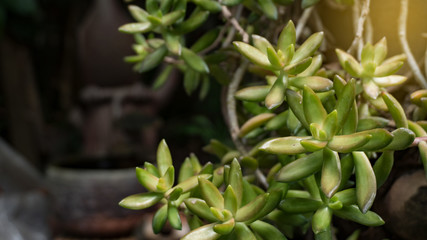 Green leaves in the tank