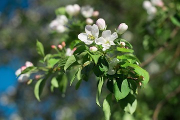 blooming apple tree