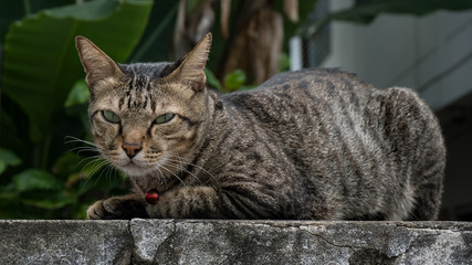 Black cat on wall, background blurred