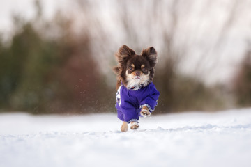 chihuahua dog in winter clothes running outdoors