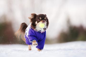 happy chihuahua dog playing with a ball outdoors in winter