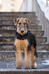 airedale terrier puppy posing outdoors