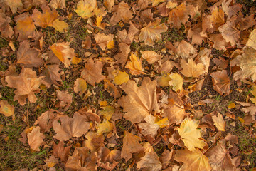 Background from yellow and orange autumn leaves. October.