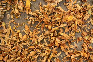Background from yellow and orange autumn leaves. October.