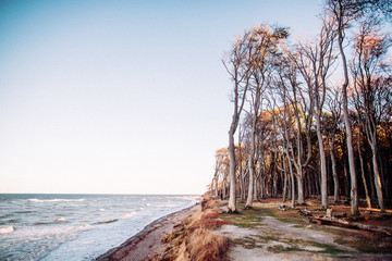 Gespensterwald Nienhagen (bei Rostock) im Herbst