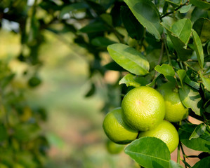 Close up green lime on trunk and blurred background with copy space