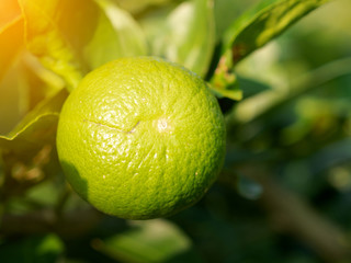 Close up green lime on trunk sunray effect in the morning