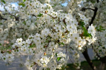 A tinted cherry tree, white cherry blossoms