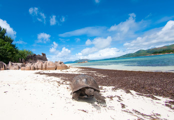Fototapeta na wymiar Turtle in a beach of Seychelles