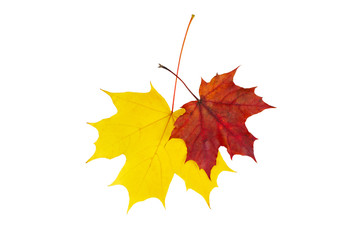 Two colorful autumn maple leaves. Isolate on the white background.